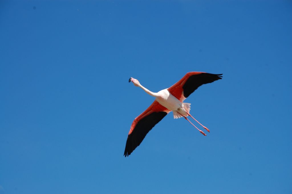 Uccelli della Camargue - 5 - Phoenicopterus roseus